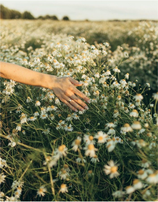 Skin Ingredient: Chamomile